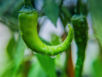 政府食堂食材供应商更换全流程：从审批到验收的合规操作指南